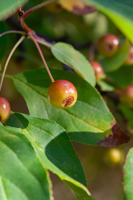 这一政策招 这一政策招